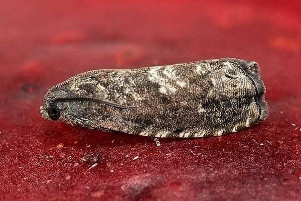 eastern codling moth 