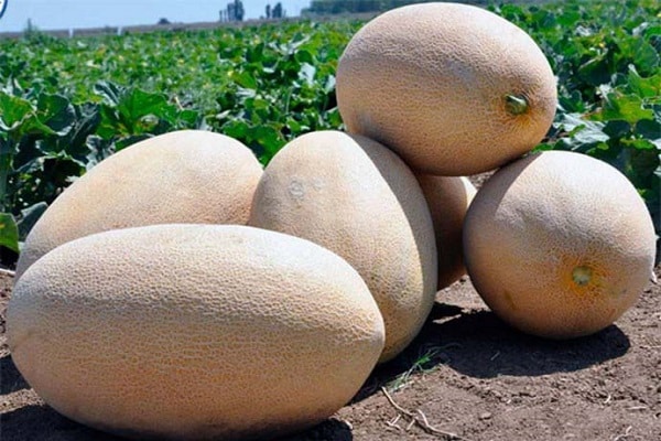 melones marmelāde