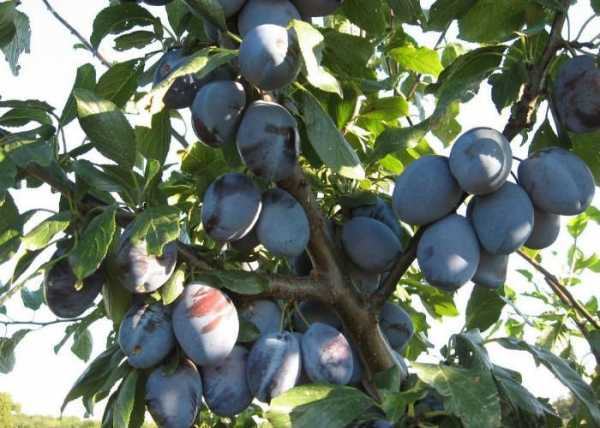 Pflaumenbaum mit Beeren 