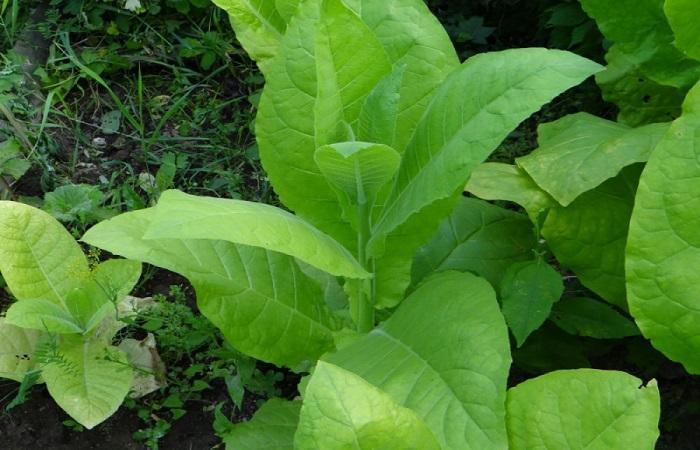 rostlina tabáku 