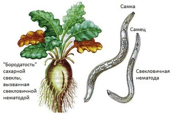 von Nematoden befallen