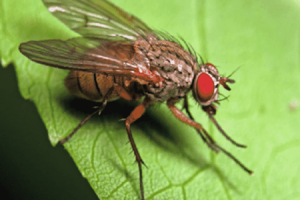 insecticiden tegen ganzenvoet