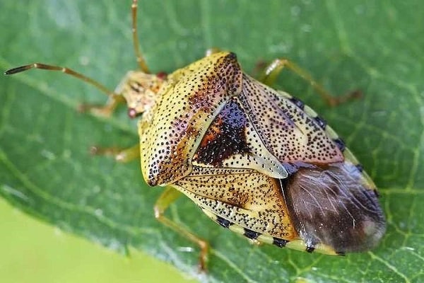 bieten insect