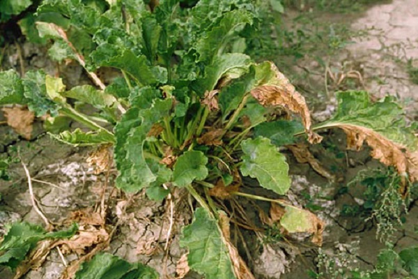 cercospora wortelziekte