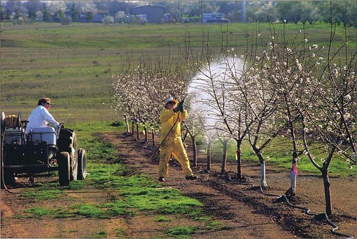 een appelboom besproeien