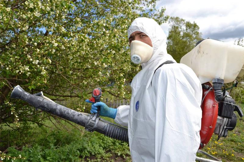 spraying an apple tree