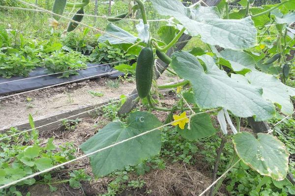 cucumbers growing