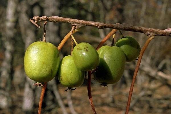 relevo de actinidia