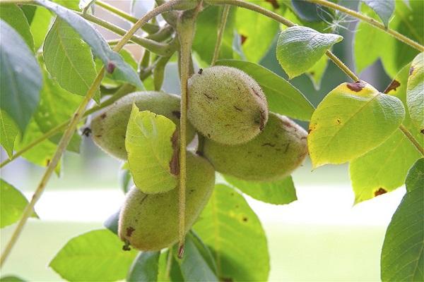 pelbagai jenis kacang 