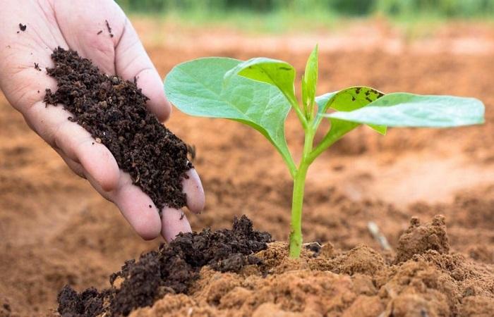 humus into the ground 