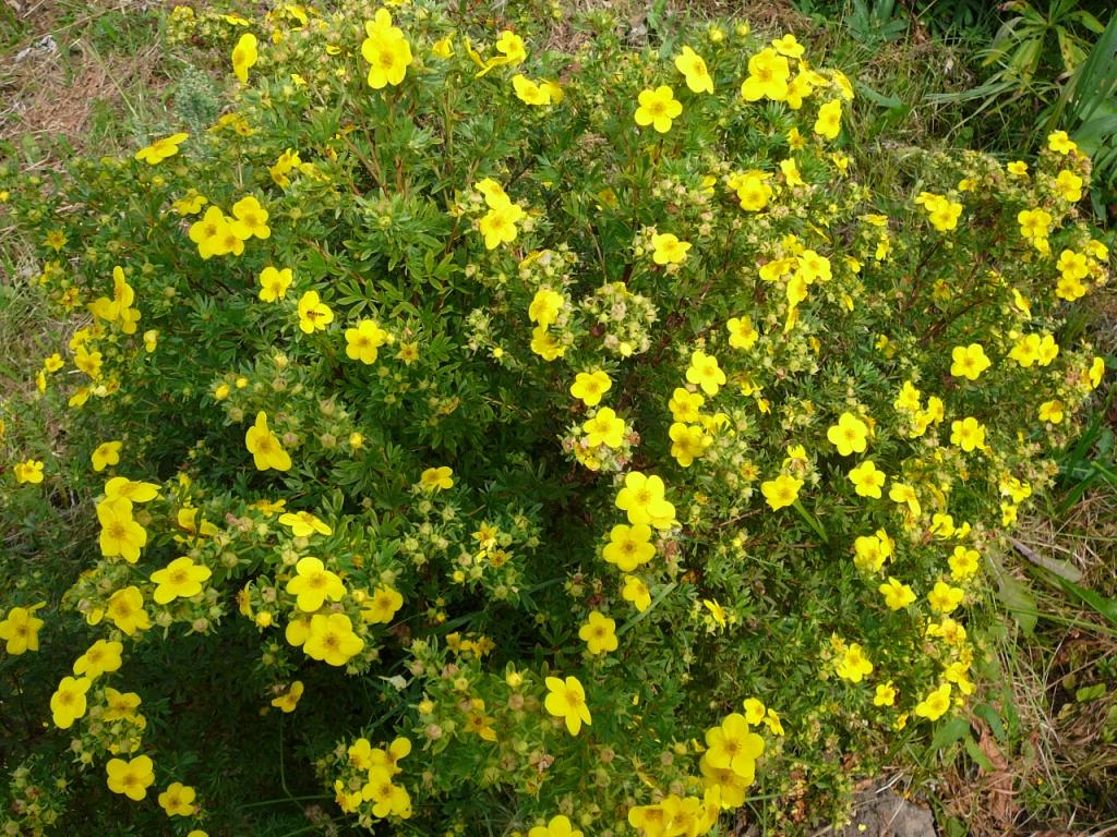 pensainen cinquefoil