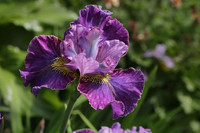 iris violet 