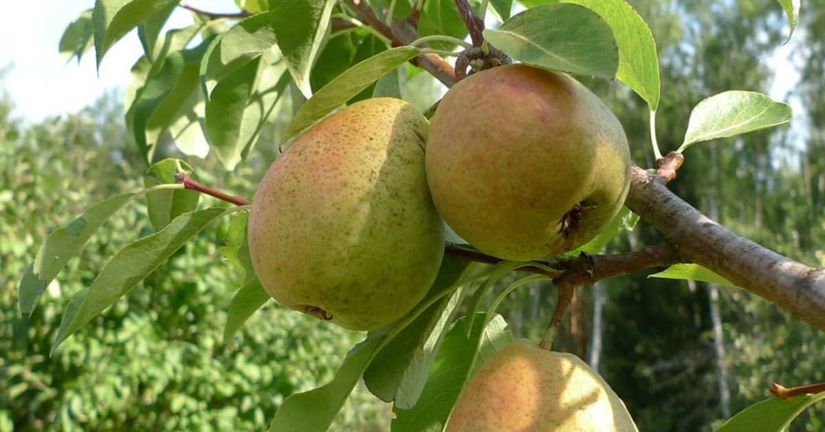 Columnar pear Dwarf pear Dalikor