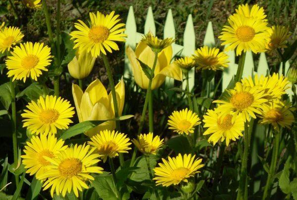 bloemen in de tuin 