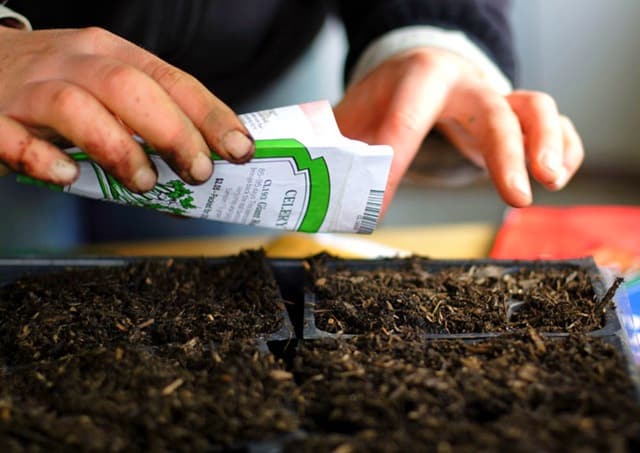 Plantar em terreno aberto