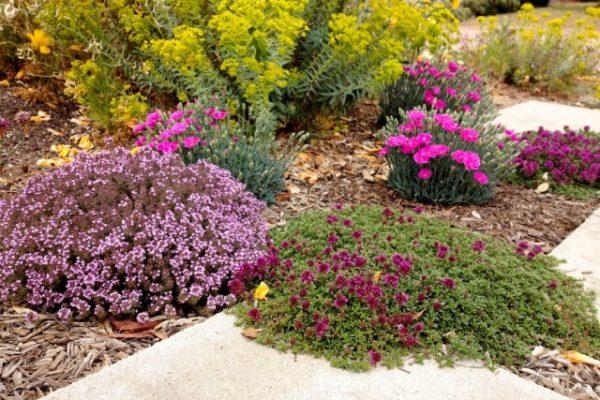 plantas medicinais em um canteiro de flores 