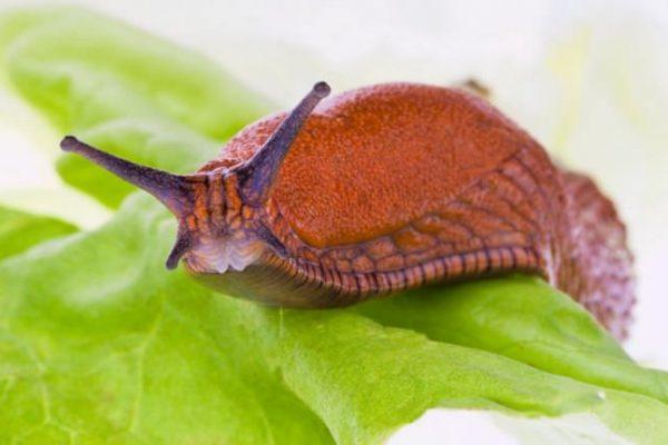 slugs on flowers 