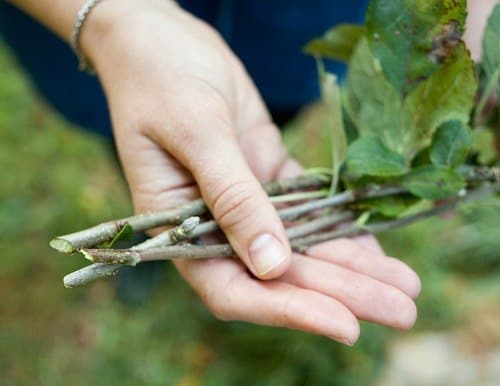 peren stekken