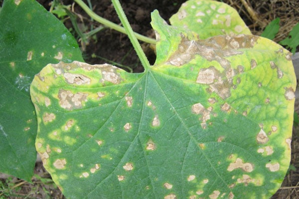 Anthracnose on cucumber leaves