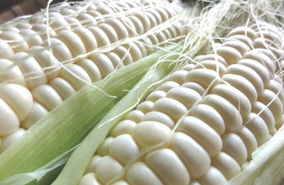 vzhled bílé kukuřice 