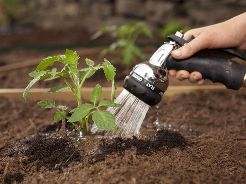 watering tomatoes in the garden