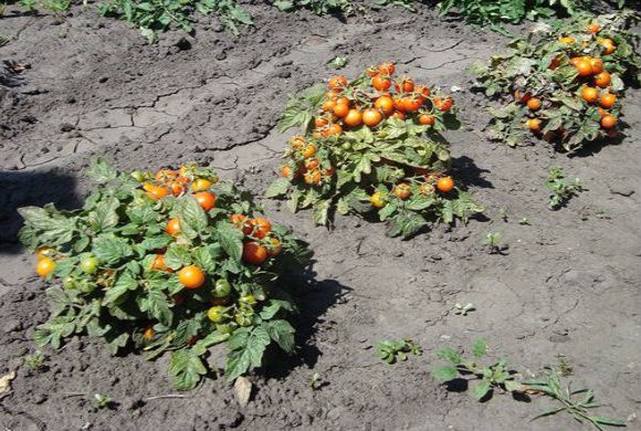 plates-bandes de tomates en pleine terre