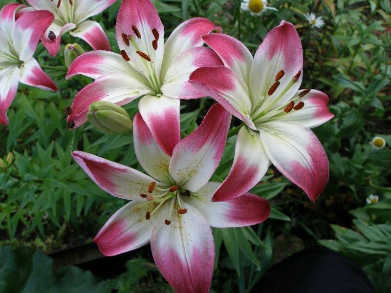 wachsende Lilien