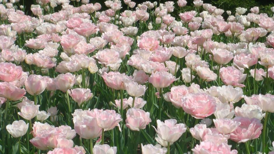 froté tulipány Angelique