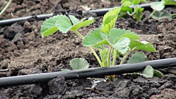 drip irrigation