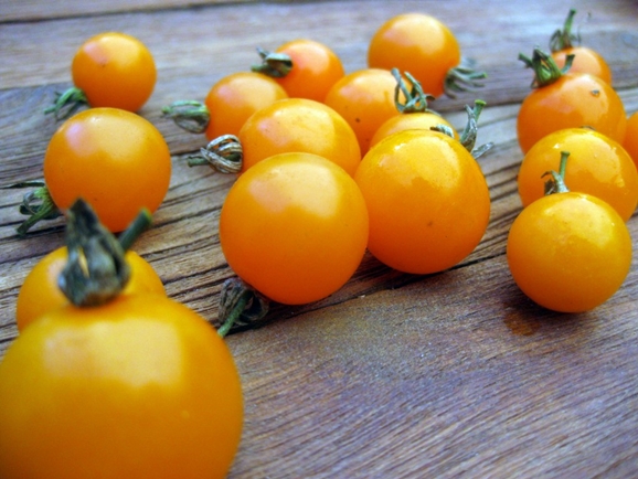 tomato golden bead