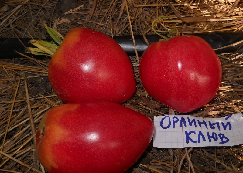 tomato Eagle beak