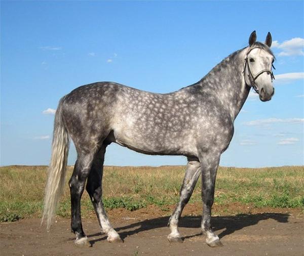 Oryol horse breed