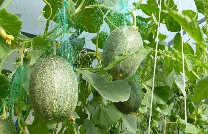 cultivar melones 