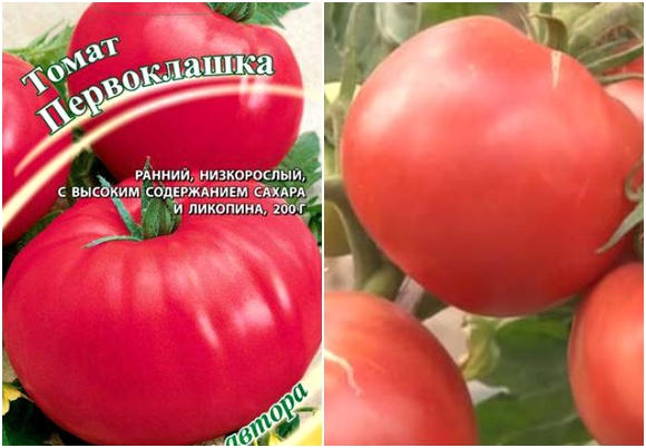 sementes de tomate de primeira qualidade