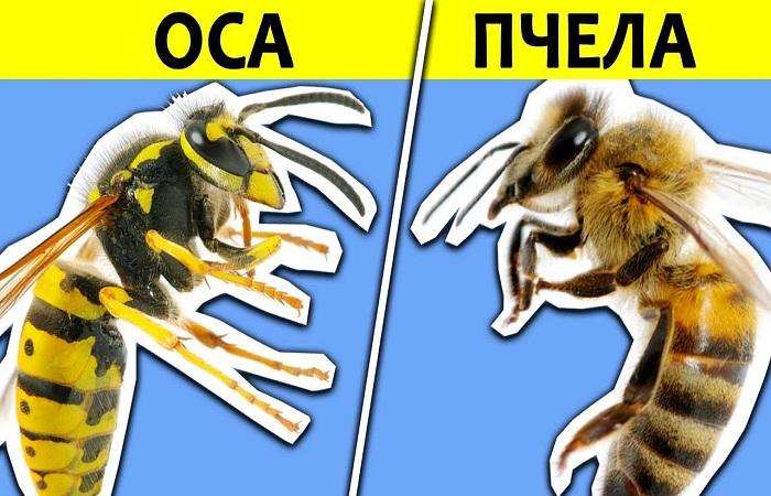 оса и пчела 