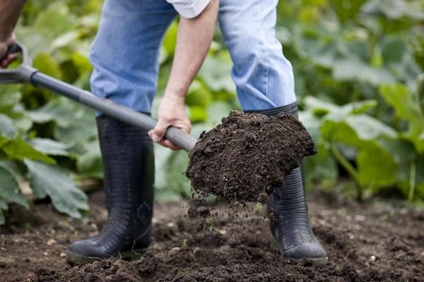 Regels en kenmerken van het herfstplanten van rozen met een open wortelstelsel