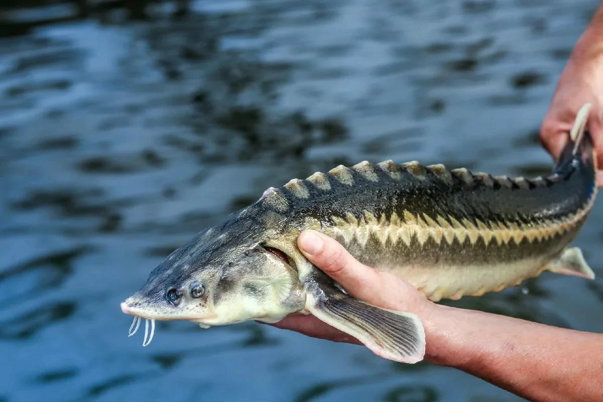 Lista de 48 especies de peces, sus nombres y características, descripciones y dónde viven