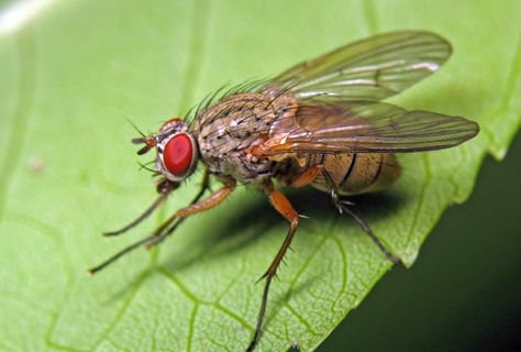 Mosca de repolho primavera