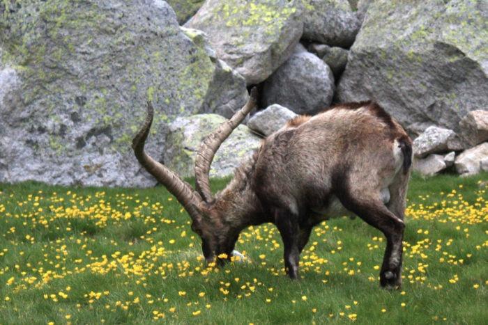 kambing makan