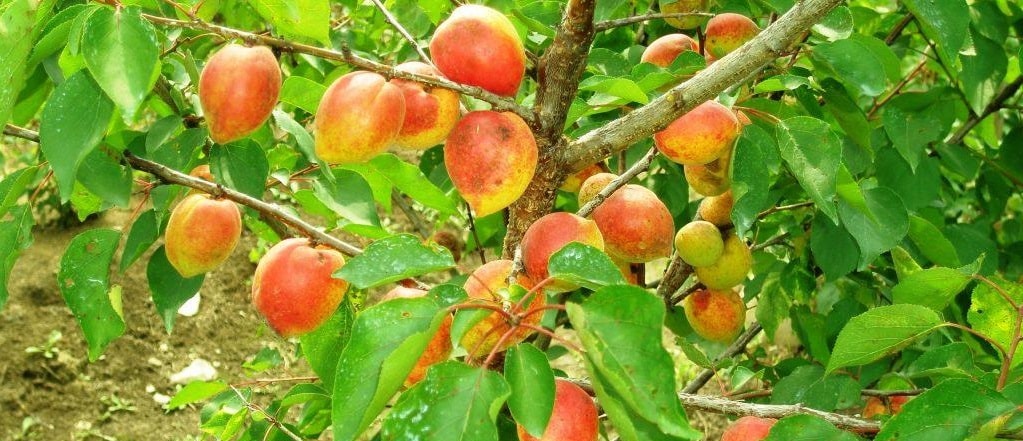 kayısı akademisyeni