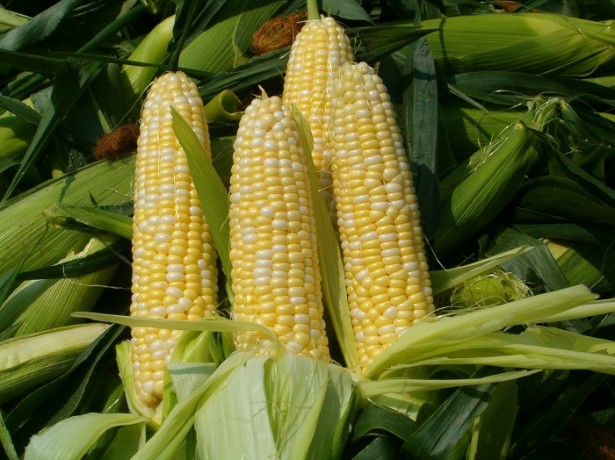 sklizeň kukuřice 