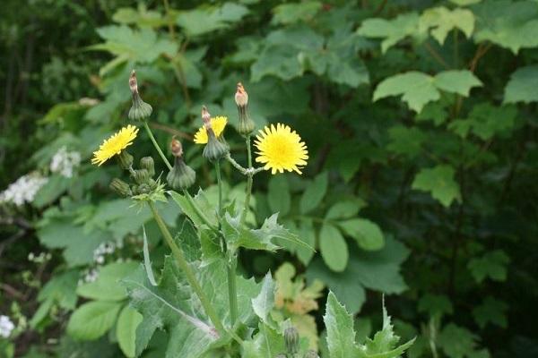 Distel säen 