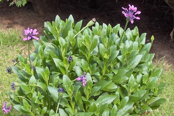 bulaklak Buttermill 