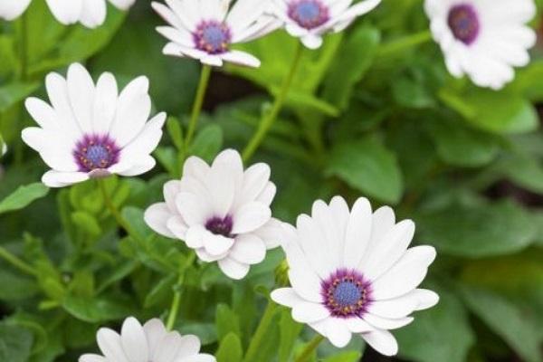 pangangalaga sa osteospermum