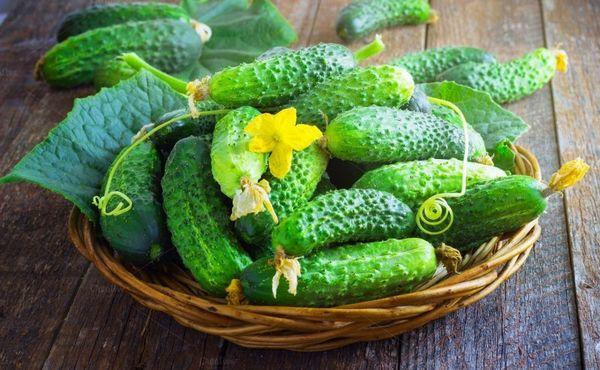 pickling cucumbers