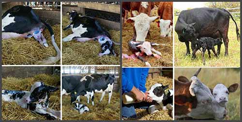 cow calving