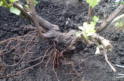 hroznový kořen