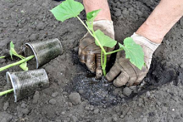 plantar plántulas 