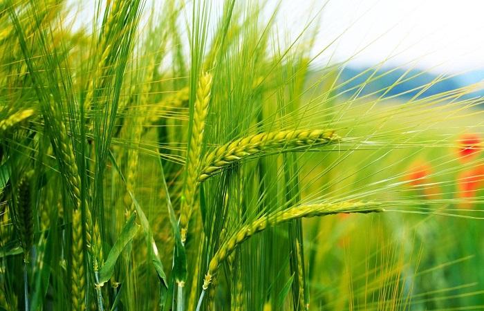 greens in the field 