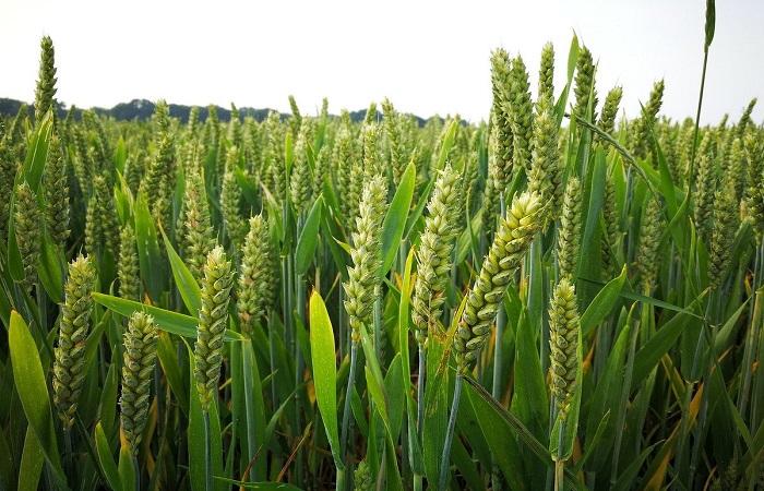 roste pšenice 